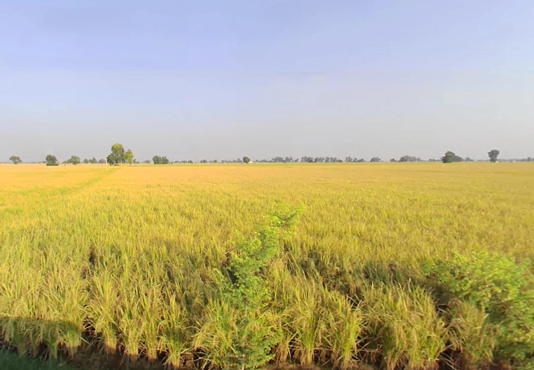 Kariwala, Haryana 125075, India preview 3