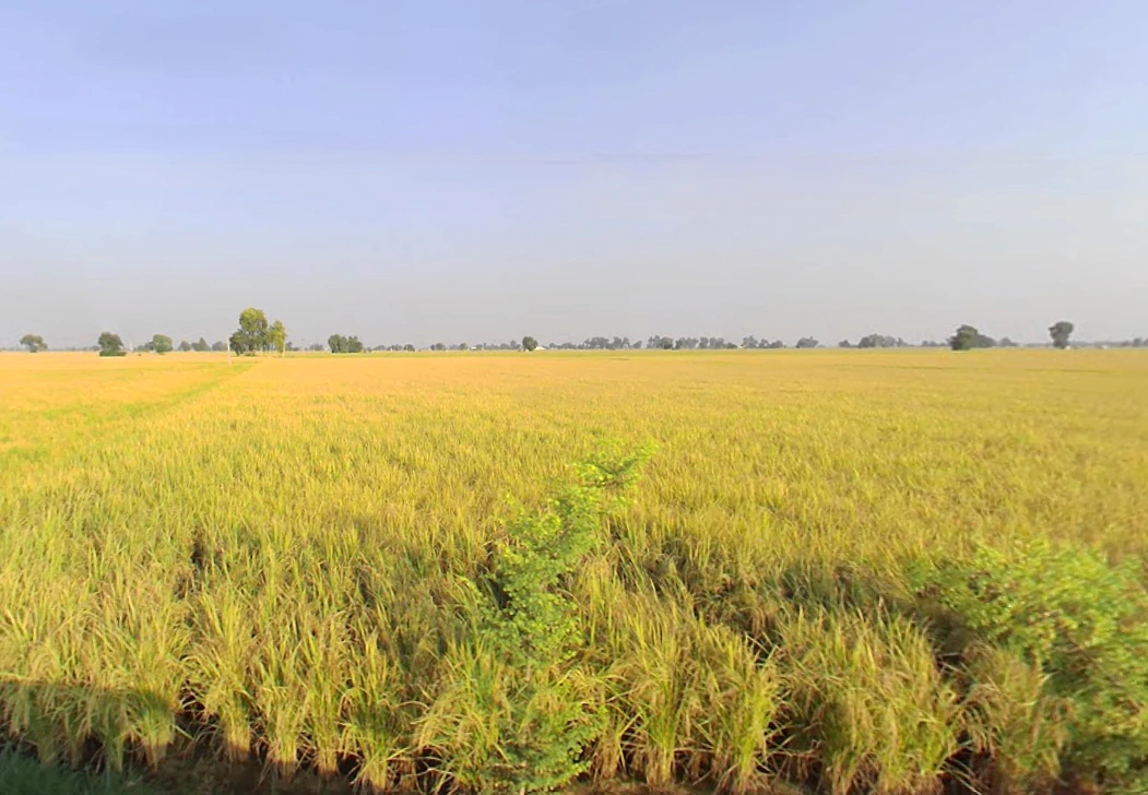 Kariwala, Haryana 125075, India