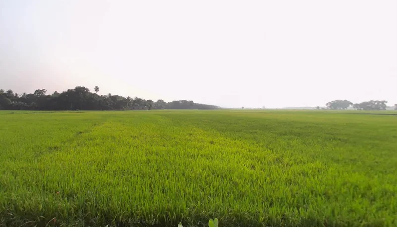 Golpark, Hindustan Park, Gariahat, Kolkata, West Bengal, India preview 2