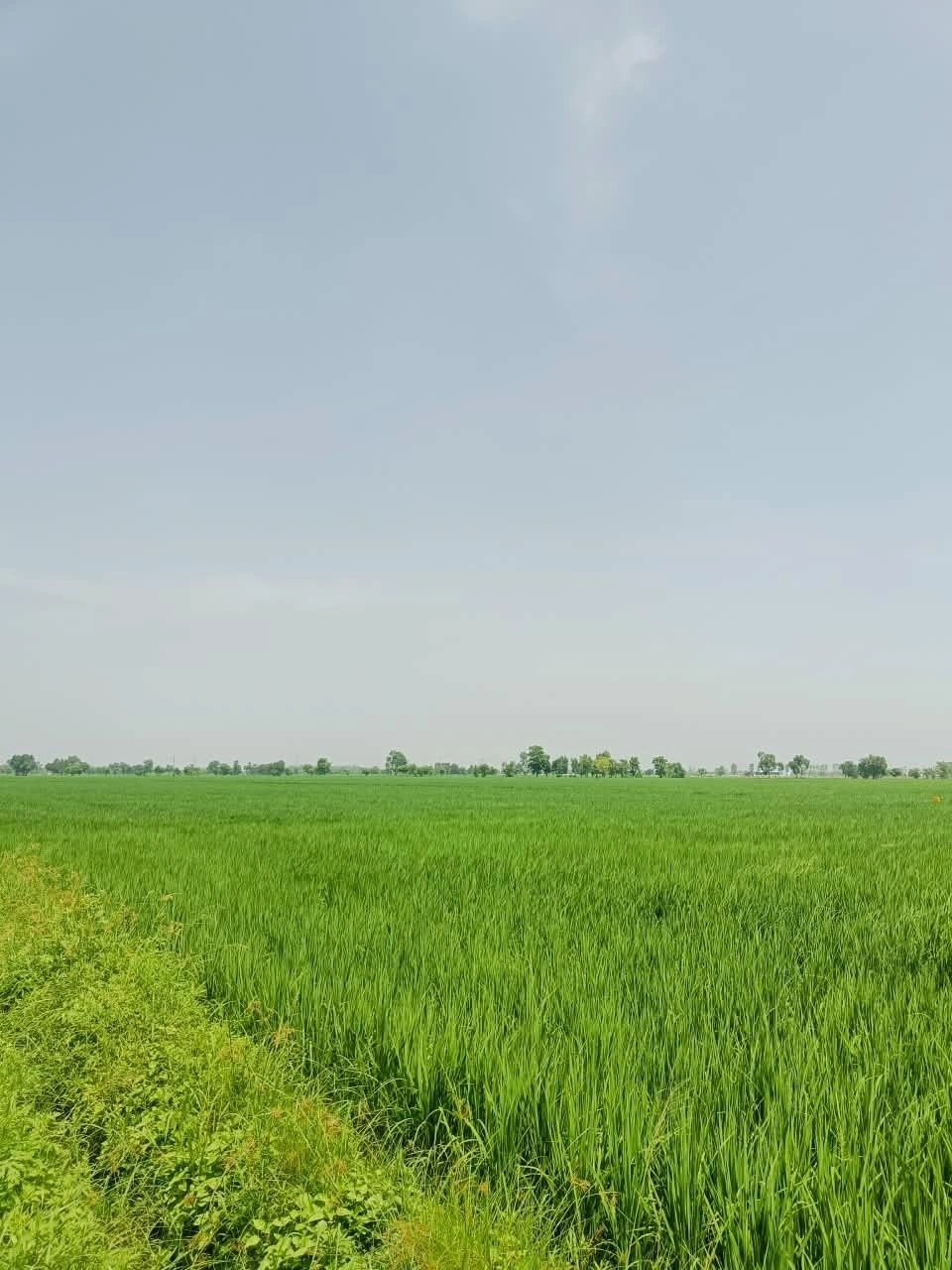 Atrauli, Aligarh, Uttar Pradesh, India
