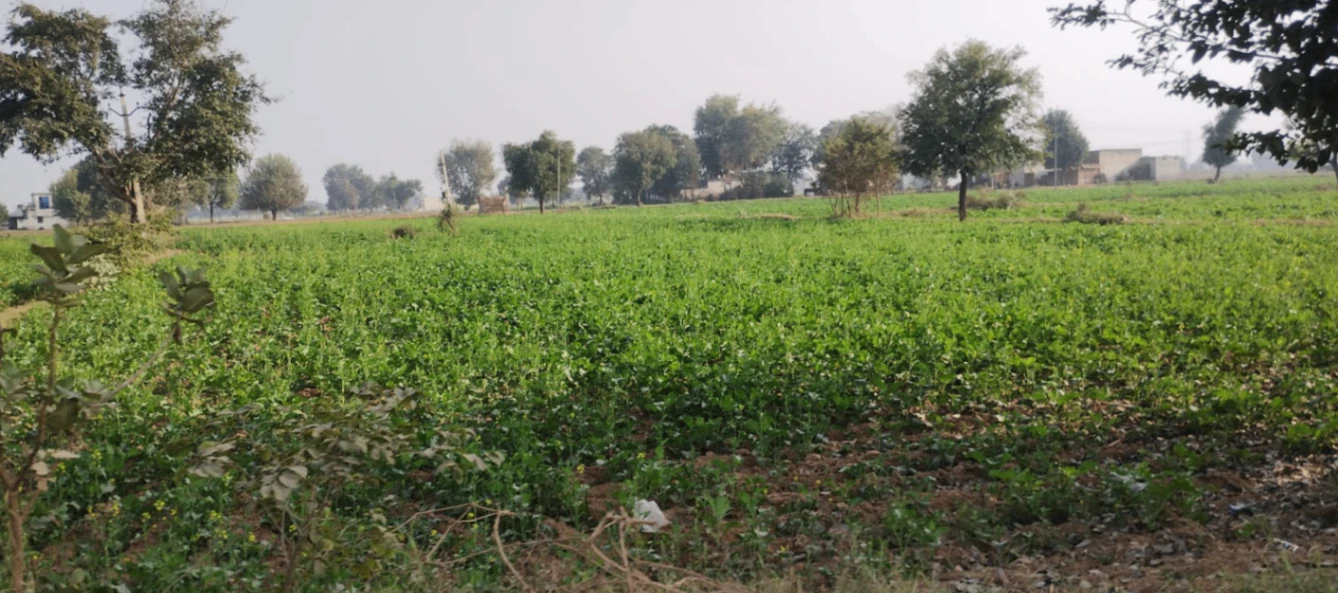 Dhaul, Punjab 144521, India