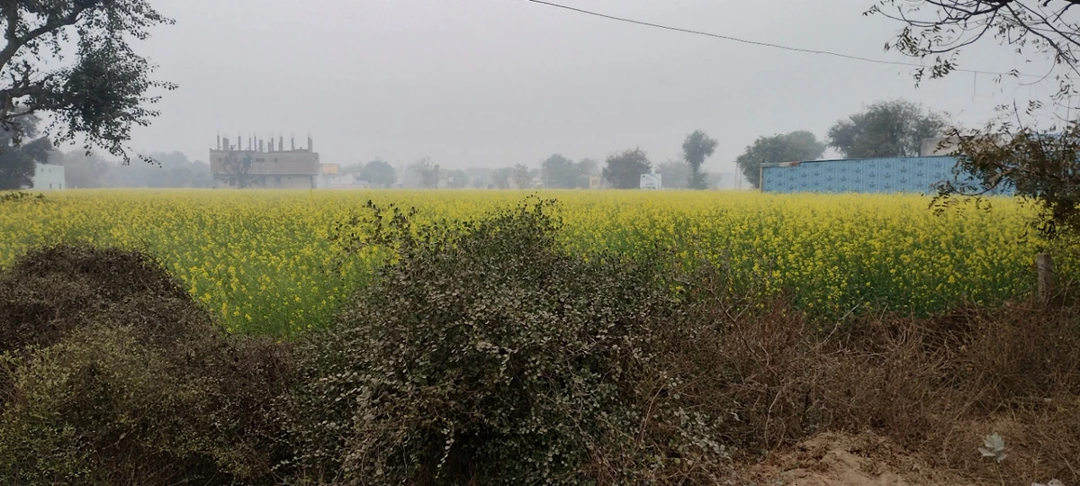 Jalooki, Rajasthan, India