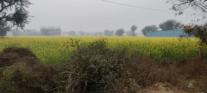 Jalooki, Rajasthan, India preview 3