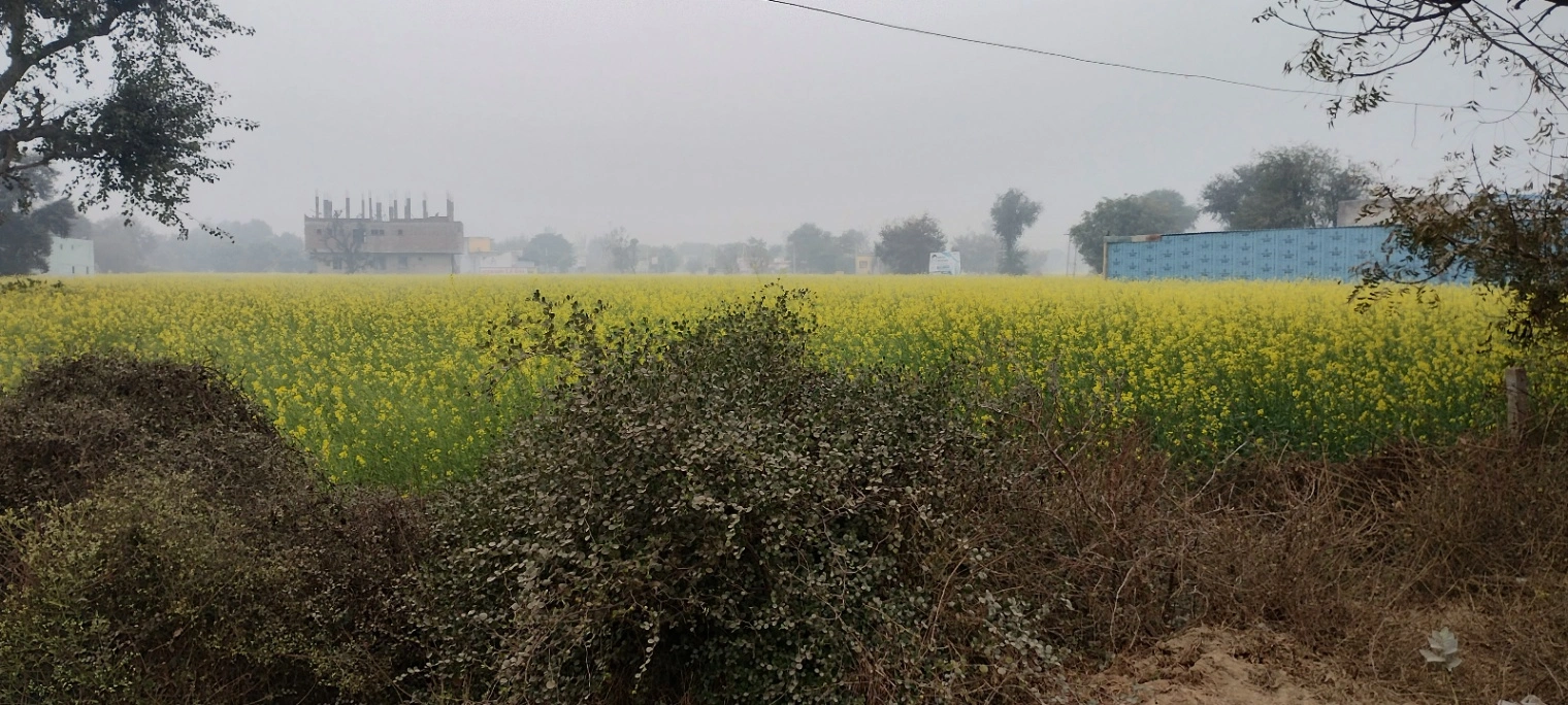 Jalooki, Rajasthan, India