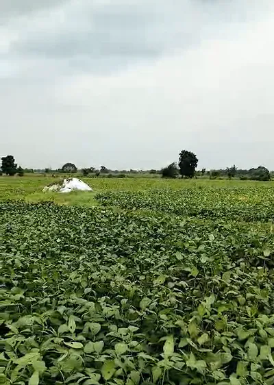 Sonkatch, Dewas, Madhya Pradesh 455118, India preview 3