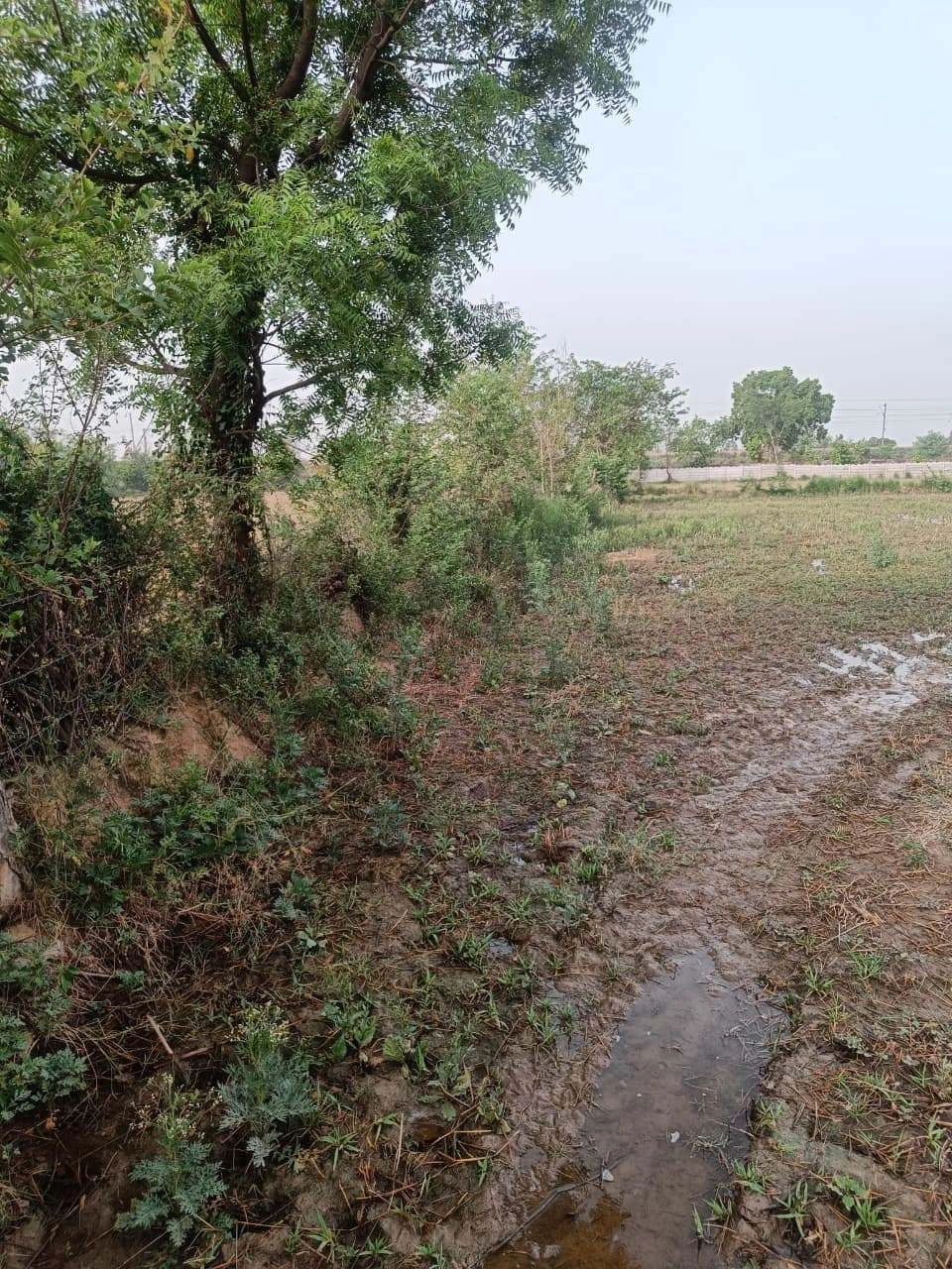 Ajhai Kalan, Uttar Pradesh 281406, India