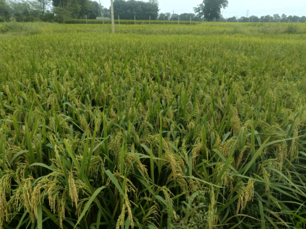 Gari Pipliya, Indore, Ramgarh, Madhya Pradesh 452016, India