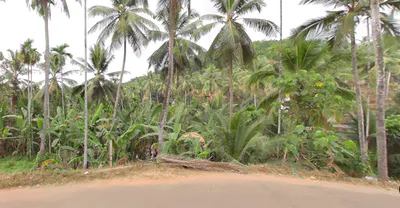 73J5+MVF, Thottumukkam, Kerala 673639, India preview 2