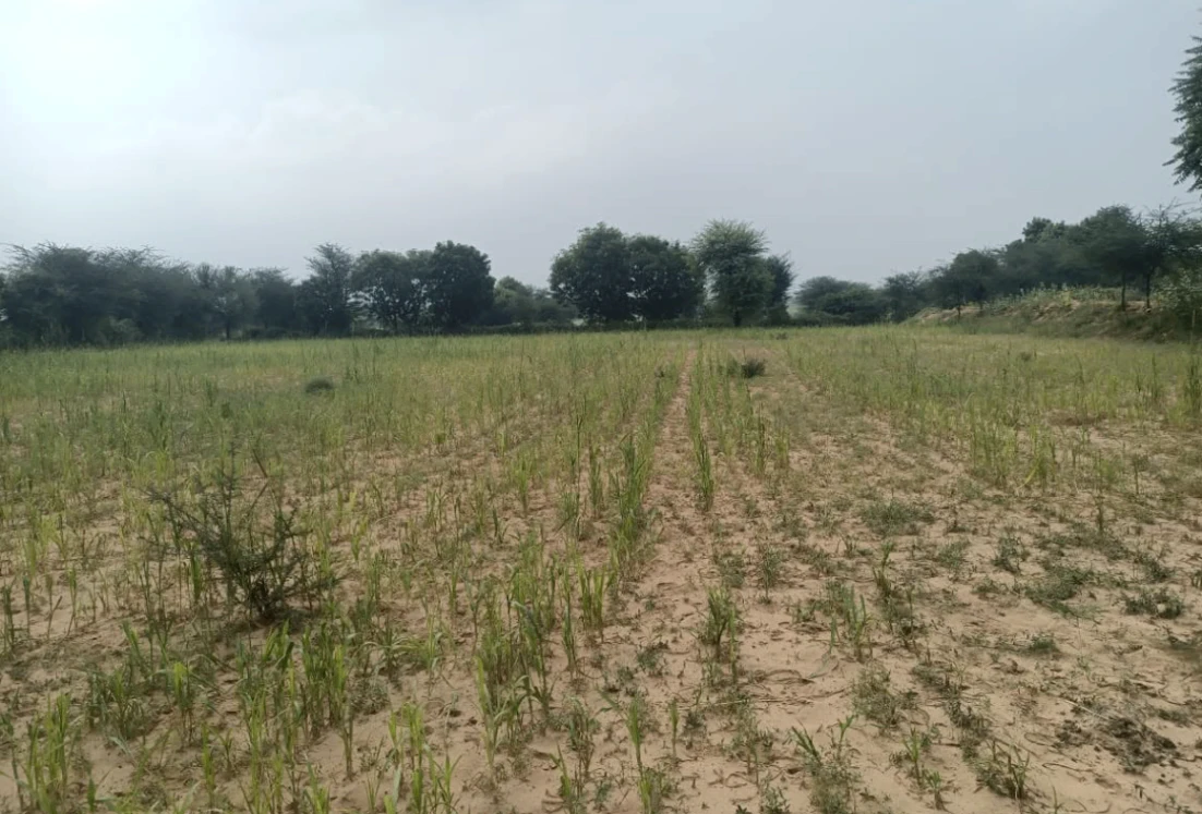 FJ97+96 Padri Kalan, Unnao, Uttar Pradesh, India