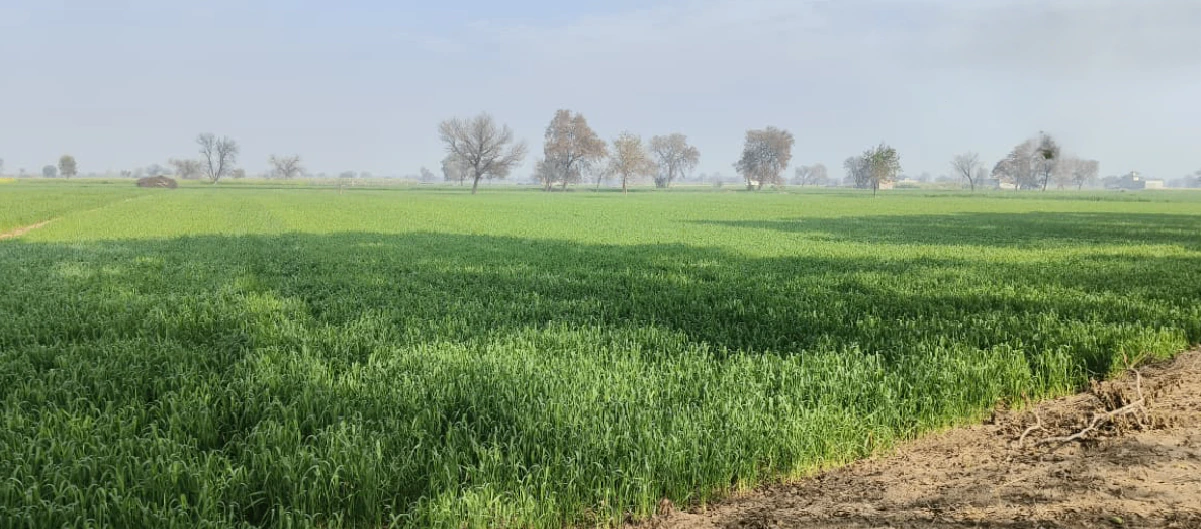 Dahar, Rajasthan 303903, India