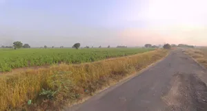 5XFF+P8 Kaliyana, Gujarat, India preview 3