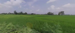 Sonaee Kazehra, Uttar Pradesh, India preview 3