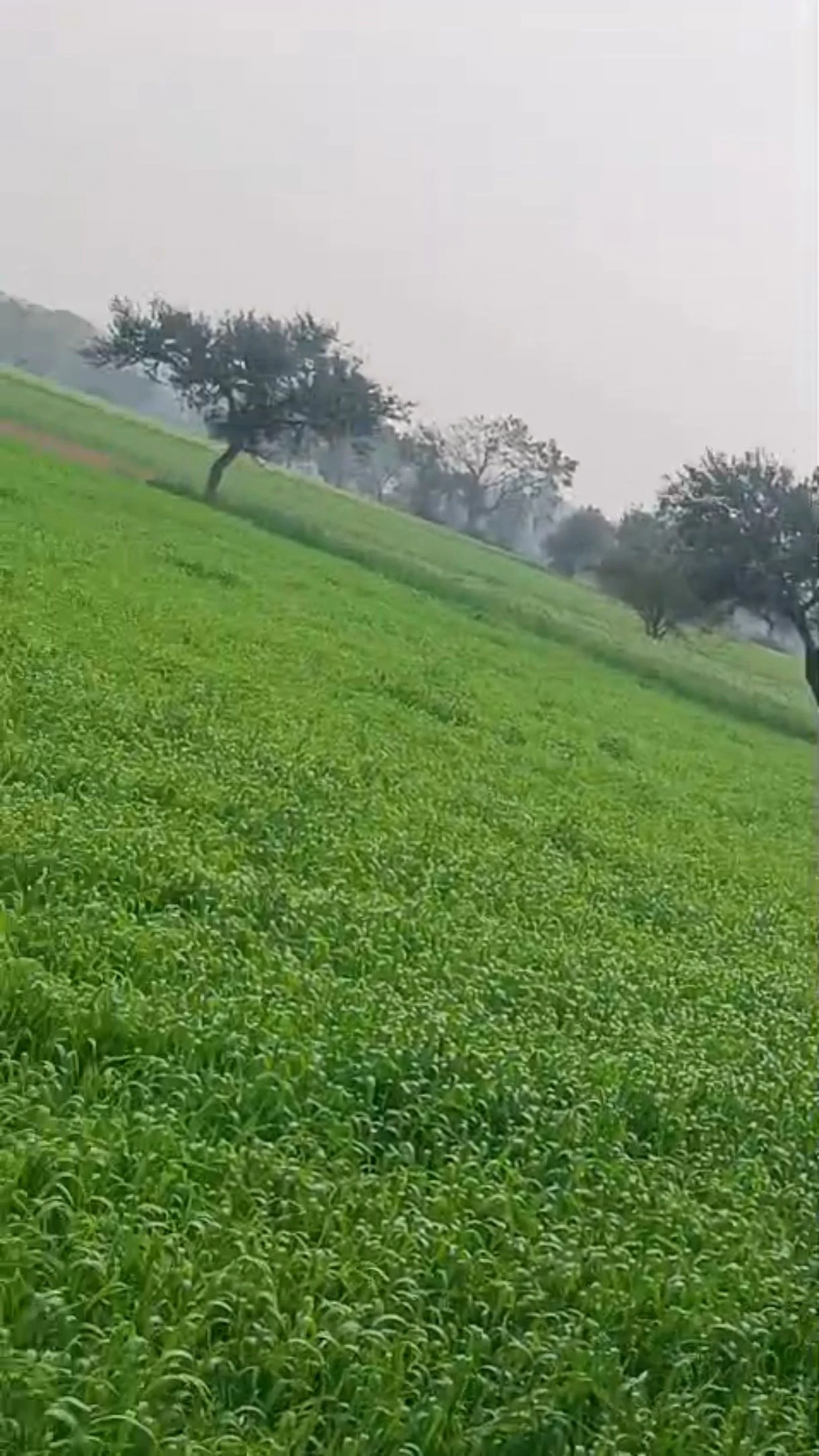 Shajapur, Madhya Pradesh 465001, India