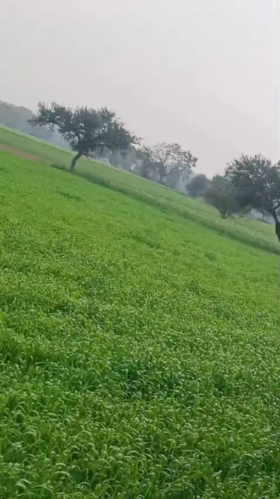 Shajapur, Madhya Pradesh 465001, India preview 2