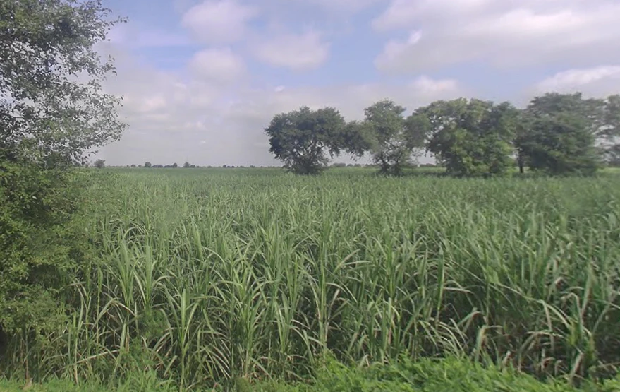 Salempur, Uttar Pradesh 203001, India