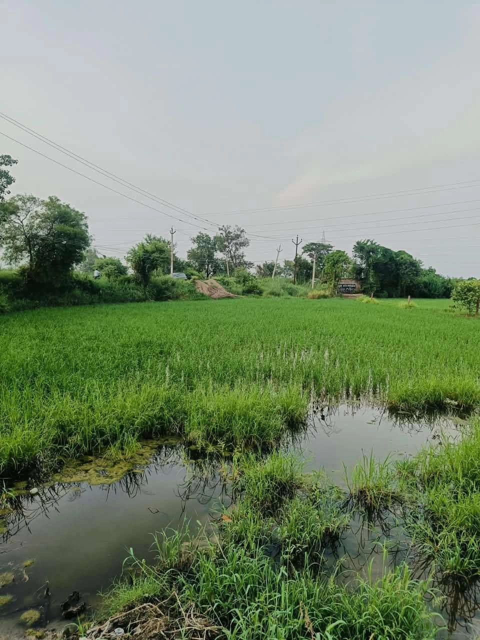 Borpa, Mathura, Uttar Pradesh, India