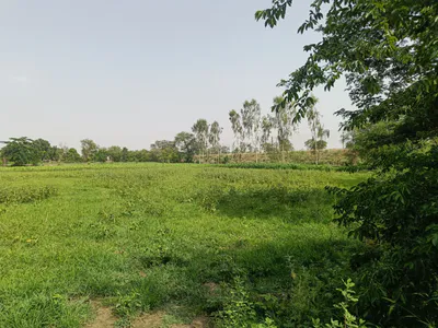 545M+CP Bazpur, Udham Singh Nagar, Uttarakhand, India preview 2