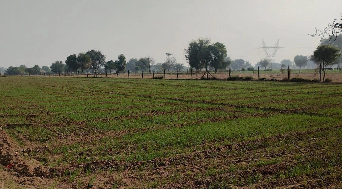 Bhoopsera, Rajasthan 301402, India