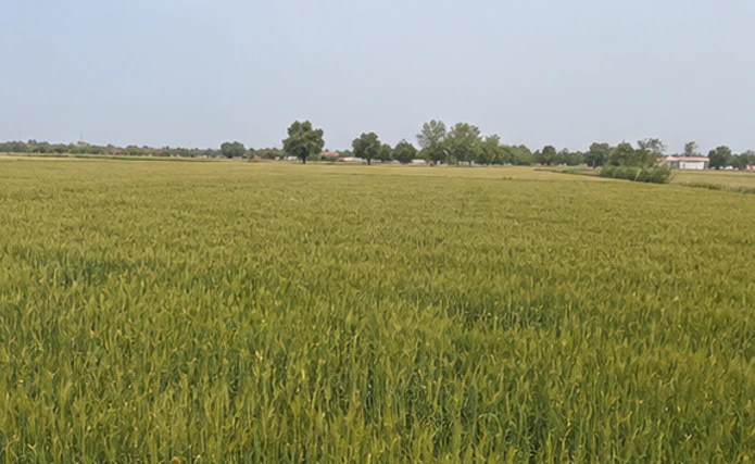 Chatauli, Sahibzada Ajit Singh Nagar, Punjab 140103, India