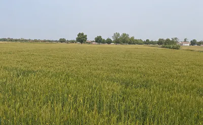 Chatauli, Sahibzada Ajit Singh Nagar, Punjab 140103, India preview 3