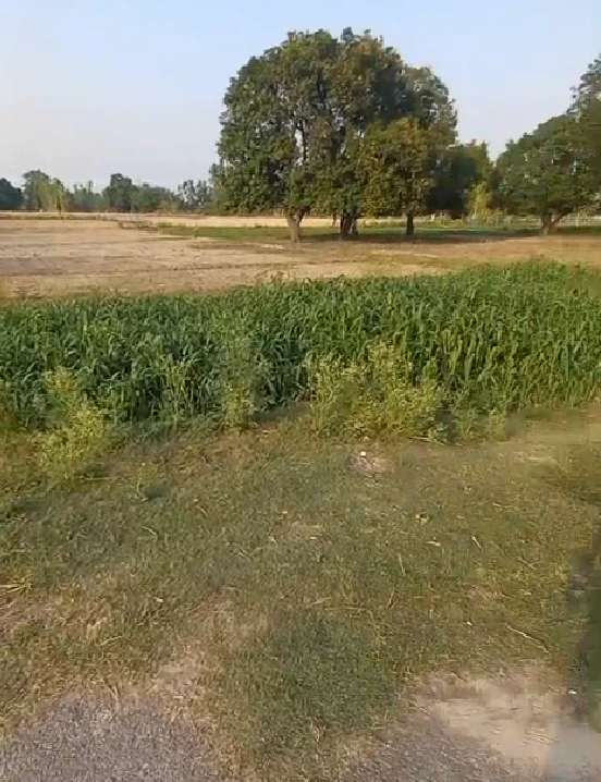 Balachaur, Punjab 144521, India
