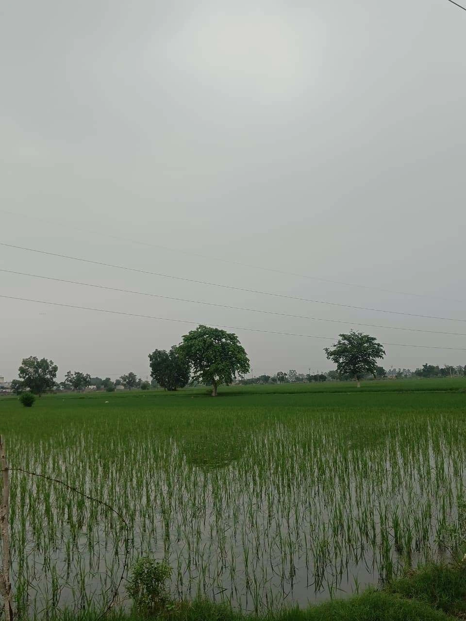 Bukharari, Mathura, Uttar Pradesh, India