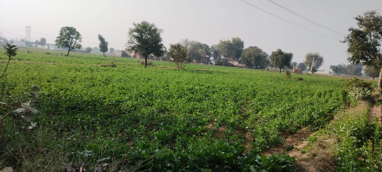 Jatiyana, Rajasthan, India