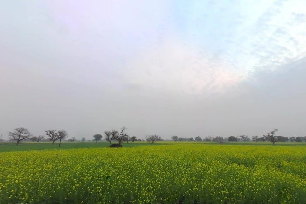 Jawli, Rajasthan 321607, India