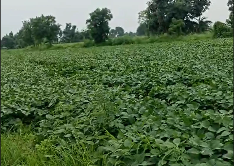 Khairwa, Sonbhadra, Uttar Pradesh 231216, India