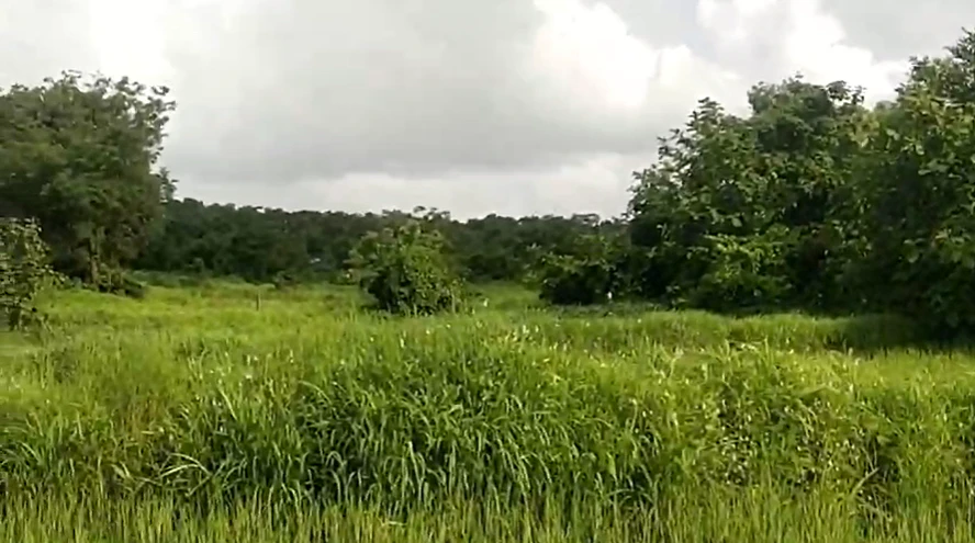 MXW7+XGJ, Palghar, Hamarapur, Maharashtra 421303, India