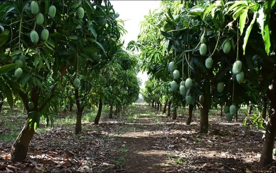 Nangla, Uttar Pradesh 250401, India preview 3