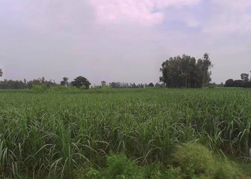 Tisang, Uttar Pradesh 251314, India preview 3