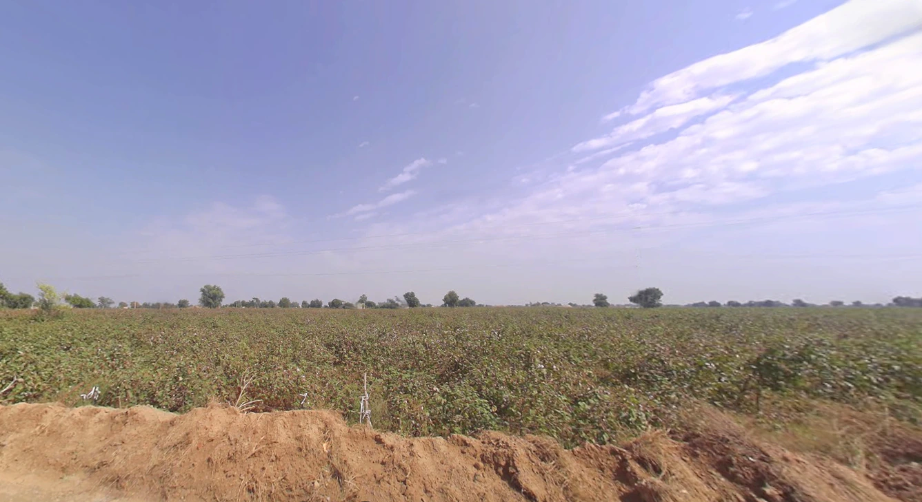 Kaluana, Haryana 125103, India