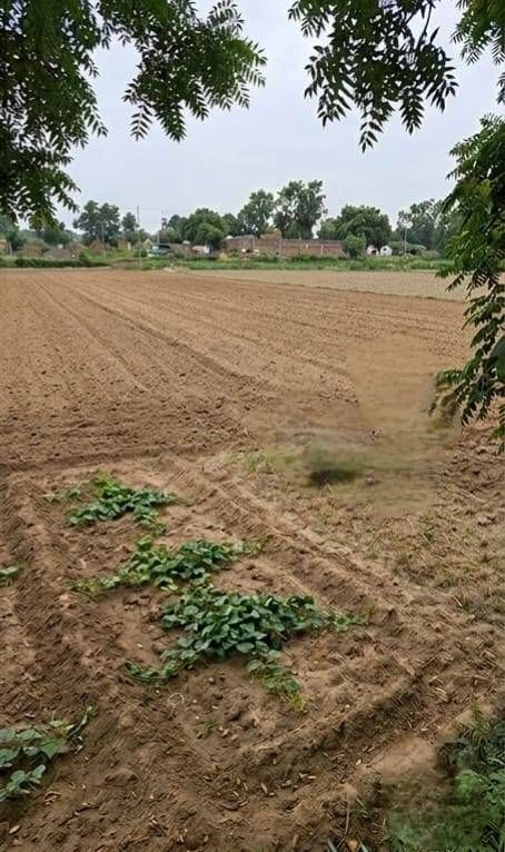 Barhana, Uttar Pradesh, India