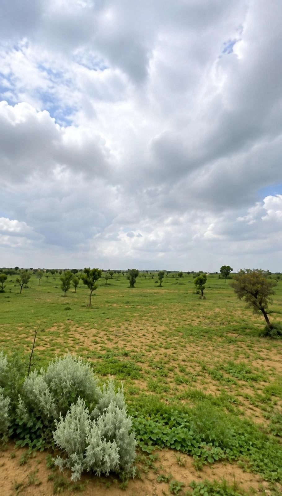 Rajasar Bhatiyan, Bikaner, Rajasthan 334001, India