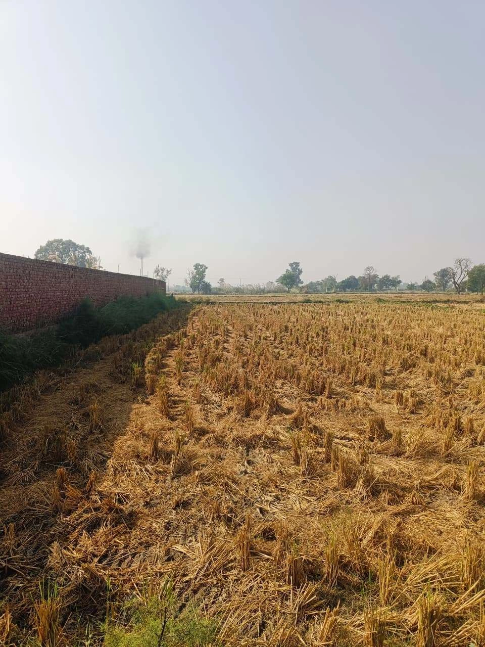 Barhana, Mathura, Uttar Pradesh, India