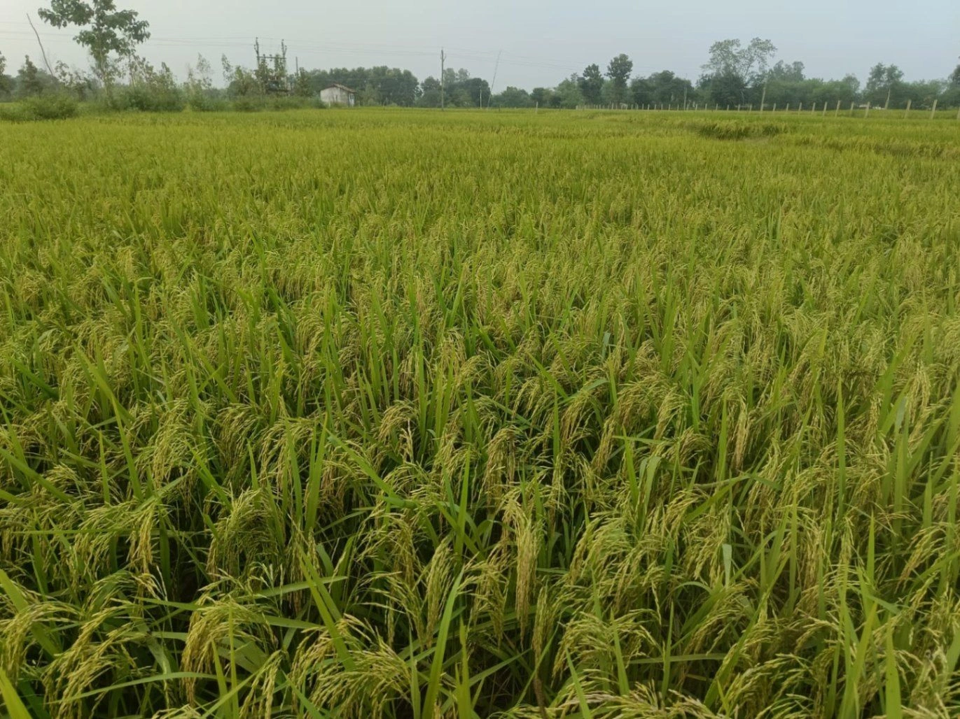 Karanpura, Umaria, Madhya Pradesh, India
