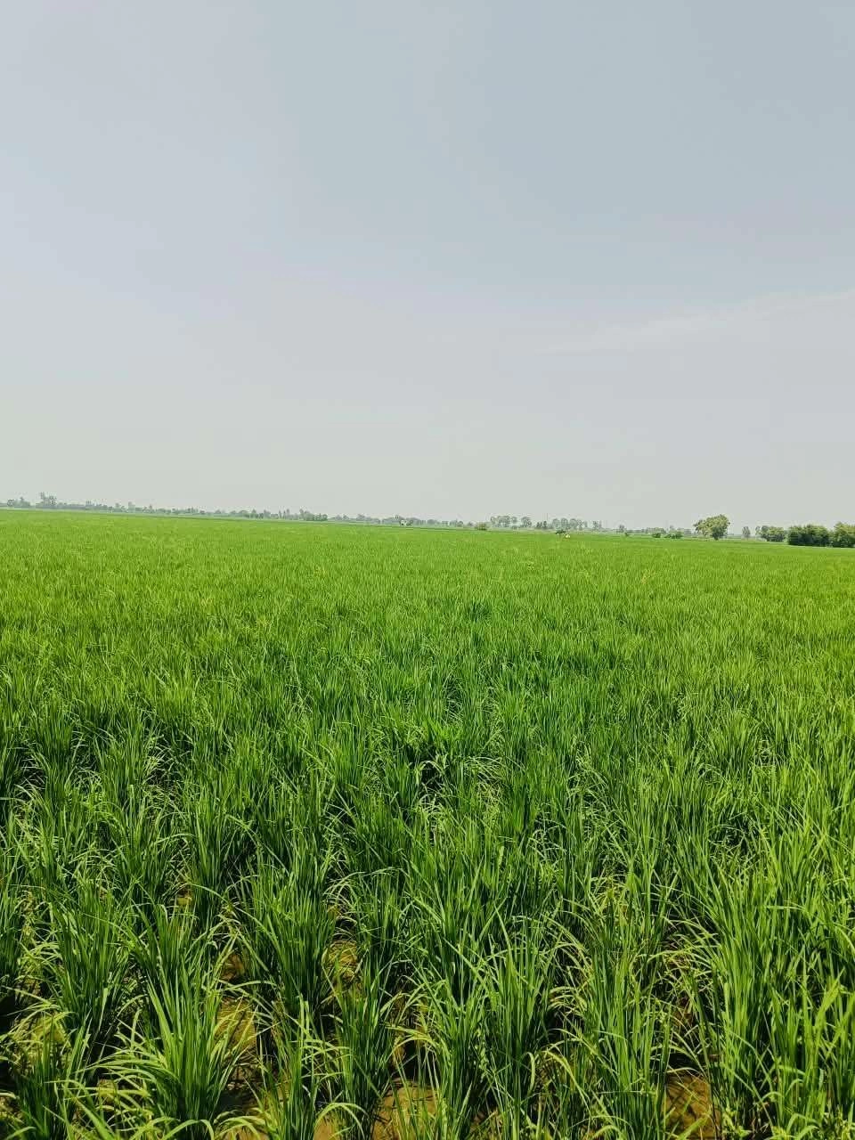 Nawali, Mathura, Uttar Pradesh, India preview 2