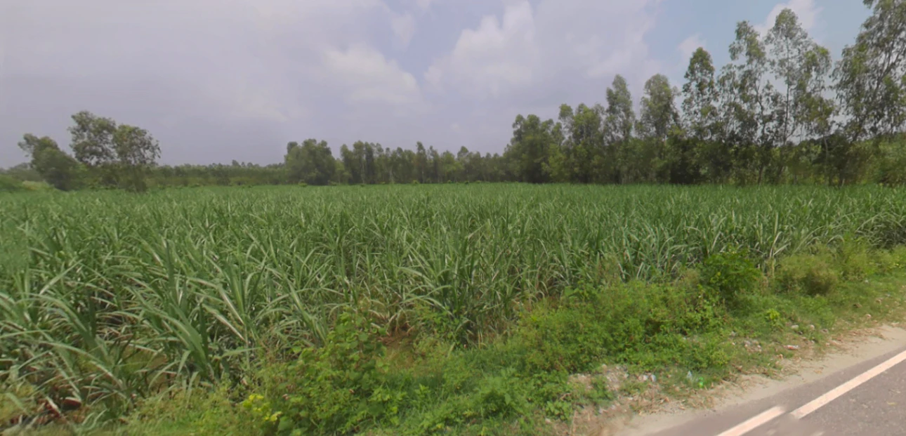 Saidpur, Uttarakhand 247661, India