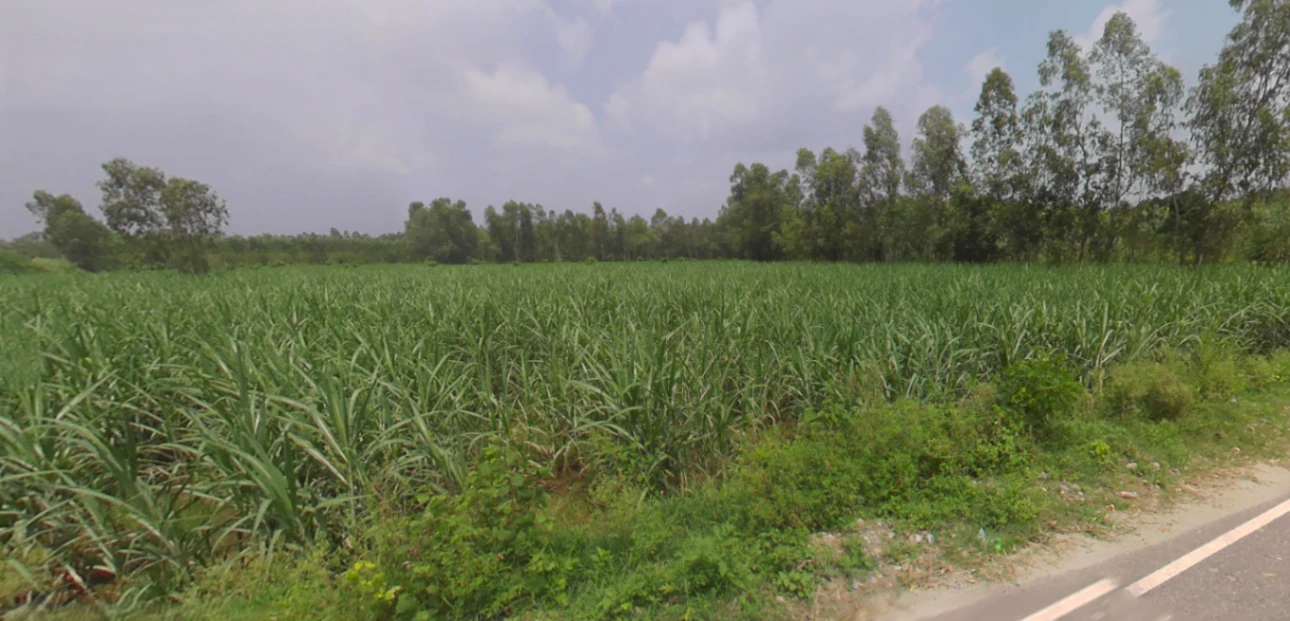 Saidpur, Uttarakhand 247661, India