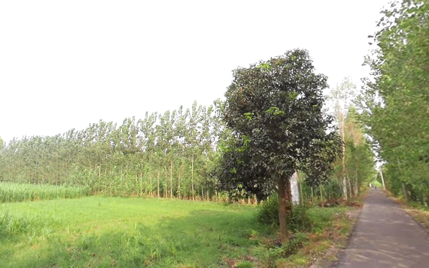 Satpura, Uttar Pradesh 247129, India