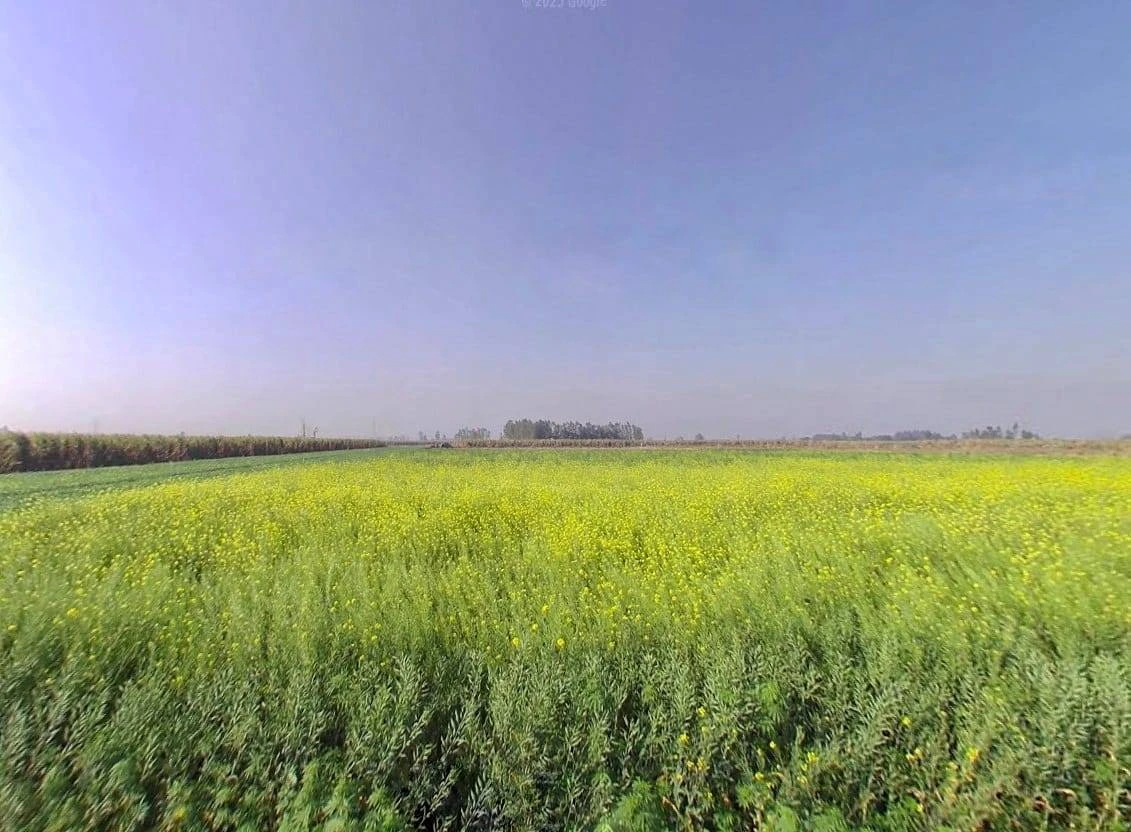 Mawana, Uttar Pradesh, India