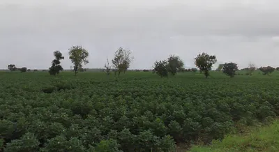 Borawan, Madhya Pradesh 451228, India preview 3