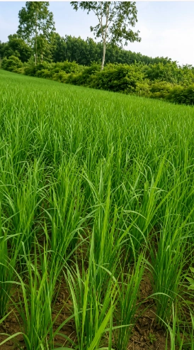 325W+89 Pir Mohamad, Firozpur, Punjab, India