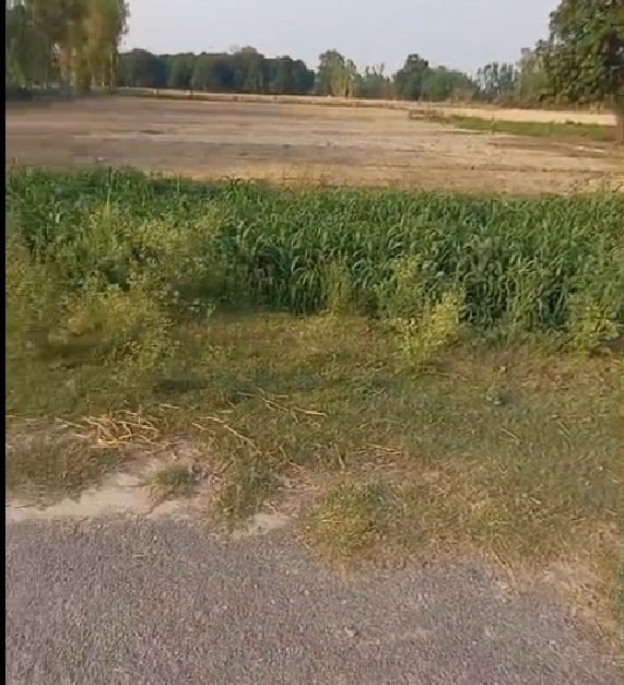 Balachaur, Punjab 144521, India