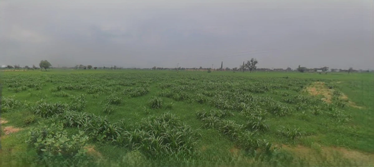 Mandsaur, Madhya Pradesh, India