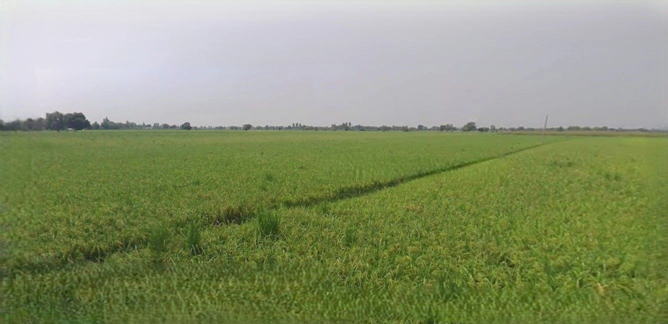 Barnagar, Madhya Pradesh 456771, India