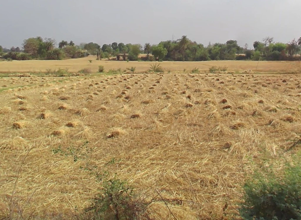 Newsa, Chhattisgarh 495442, India