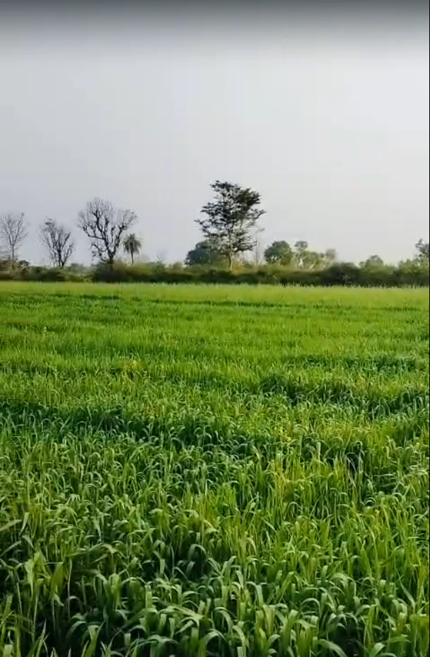 00, Sarsawa, Uttar Pradesh 247232, India