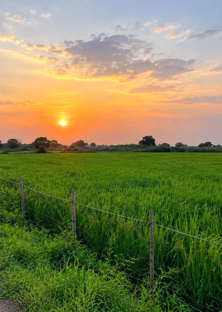 Suar, Rampur, Uttar Pradesh 244924, India